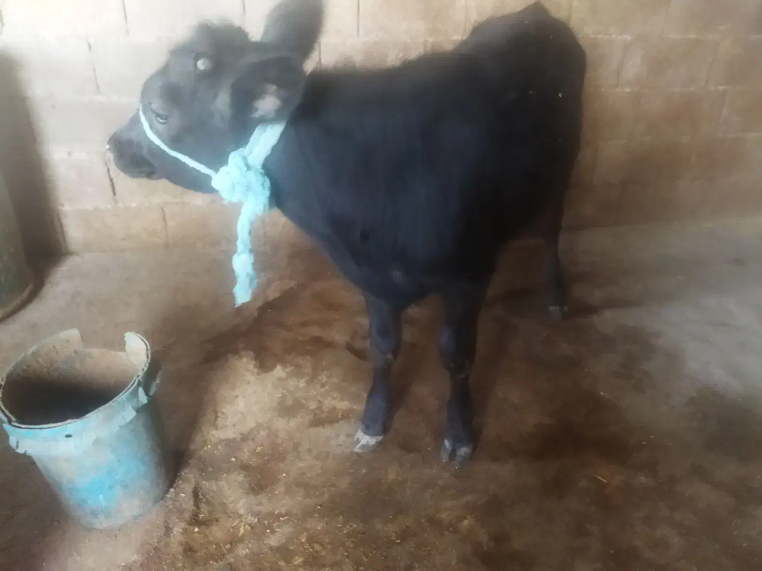 شنگل|حیوانات مزرعه|دهدشت, |دیوار