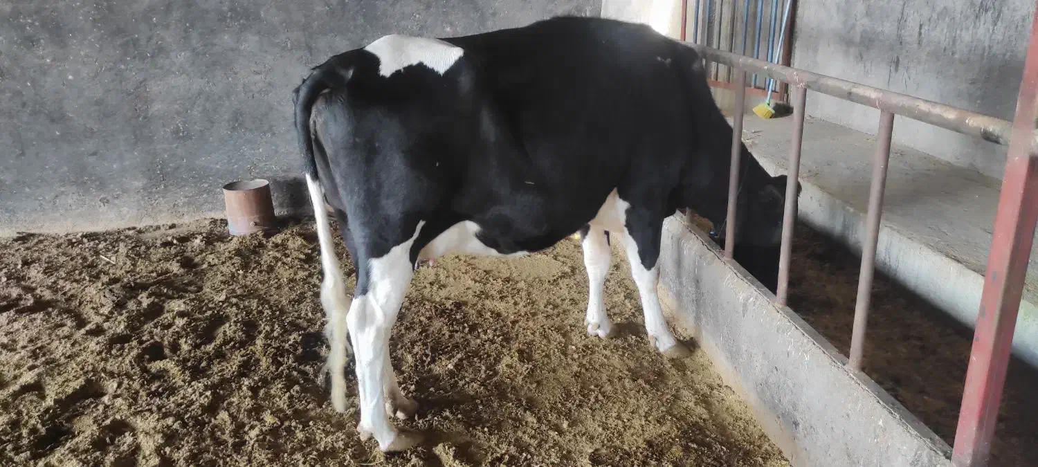 گاو شیری جوان همراه گوساله|حیوانات مزرعه|شال, |دیوار