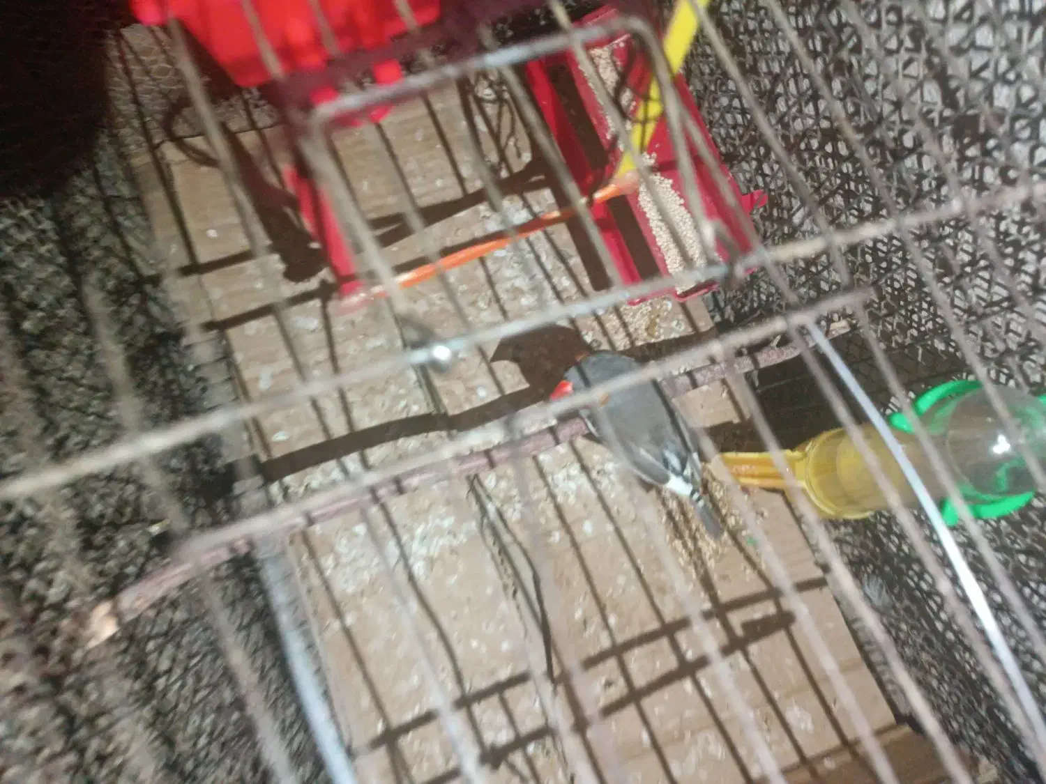 فنچ و کبوتر  باغی|پرنده|زاهدان, |دیوار