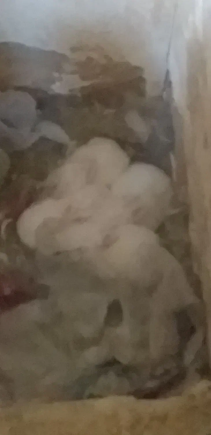 بچه خرگوش|موش و خرگوش|اشکذر, |دیوار