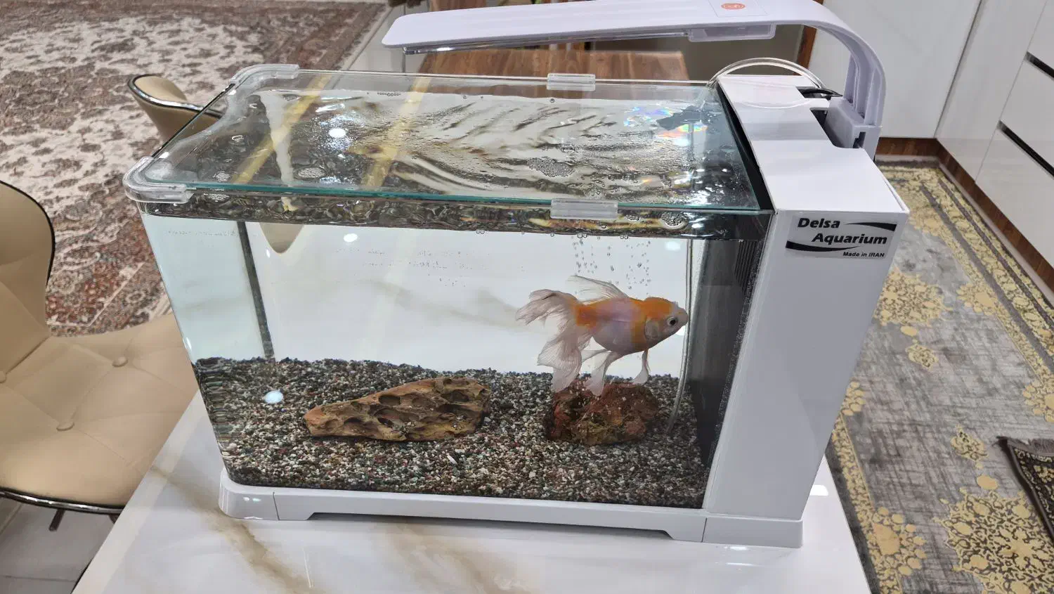 آکواریوم|ماهی|شهرکرد, |دیوار