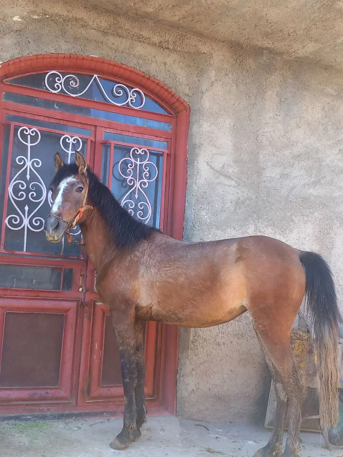 مادیان|اسب و تجهیزات اسب‌سواری|سنندج, |دیوار