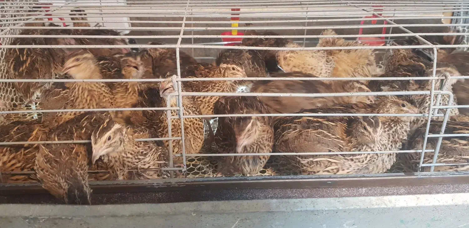 بلدرچین نرجوان ارگانیک (گوشت گرم ارگانیک بلدرچین )|حیوانات مزرعه|مشهد, کوشک مهدی|دیوار