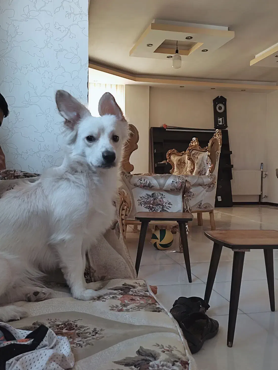 سگ گمشده|حیوانات|شیراز, شاه قلی بیگی|دیوار