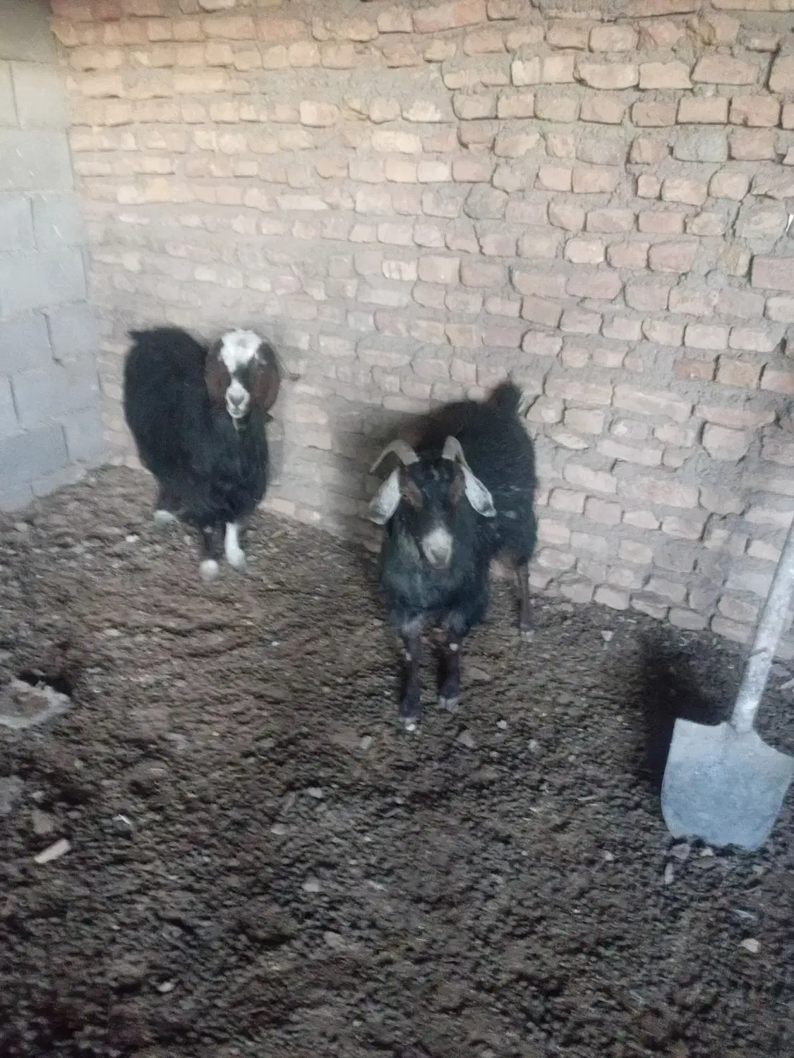 دوتابز|حیوانات مزرعه|گناباد, |دیوار