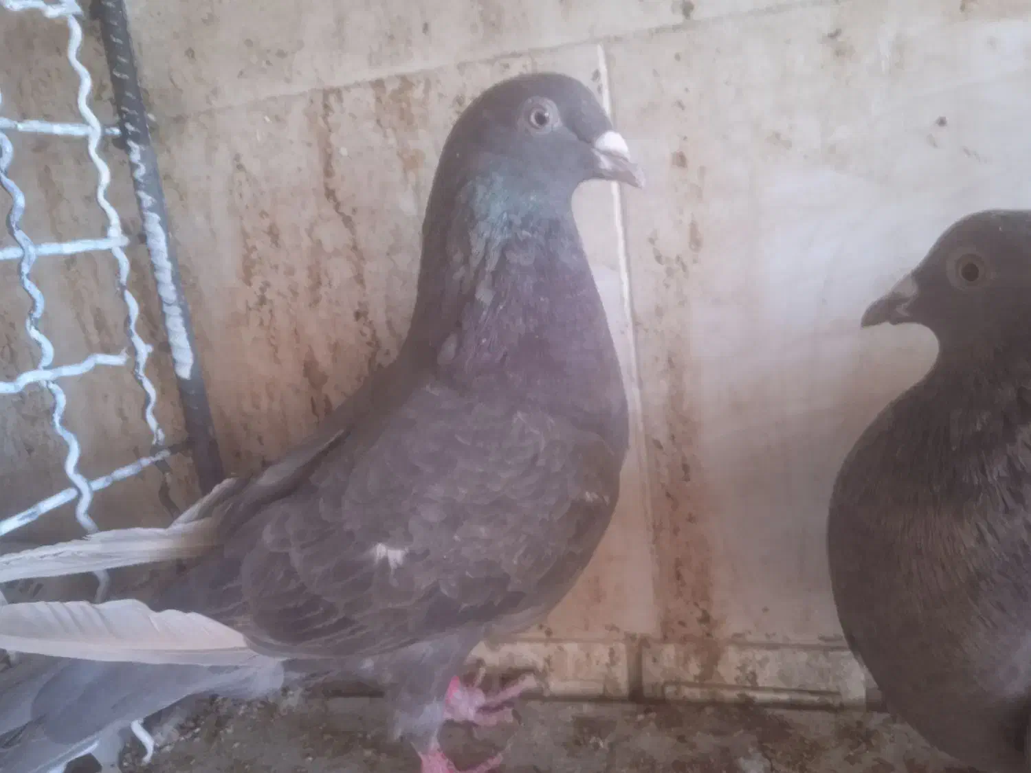 مشکی|پرنده|بردسکن, |دیوار