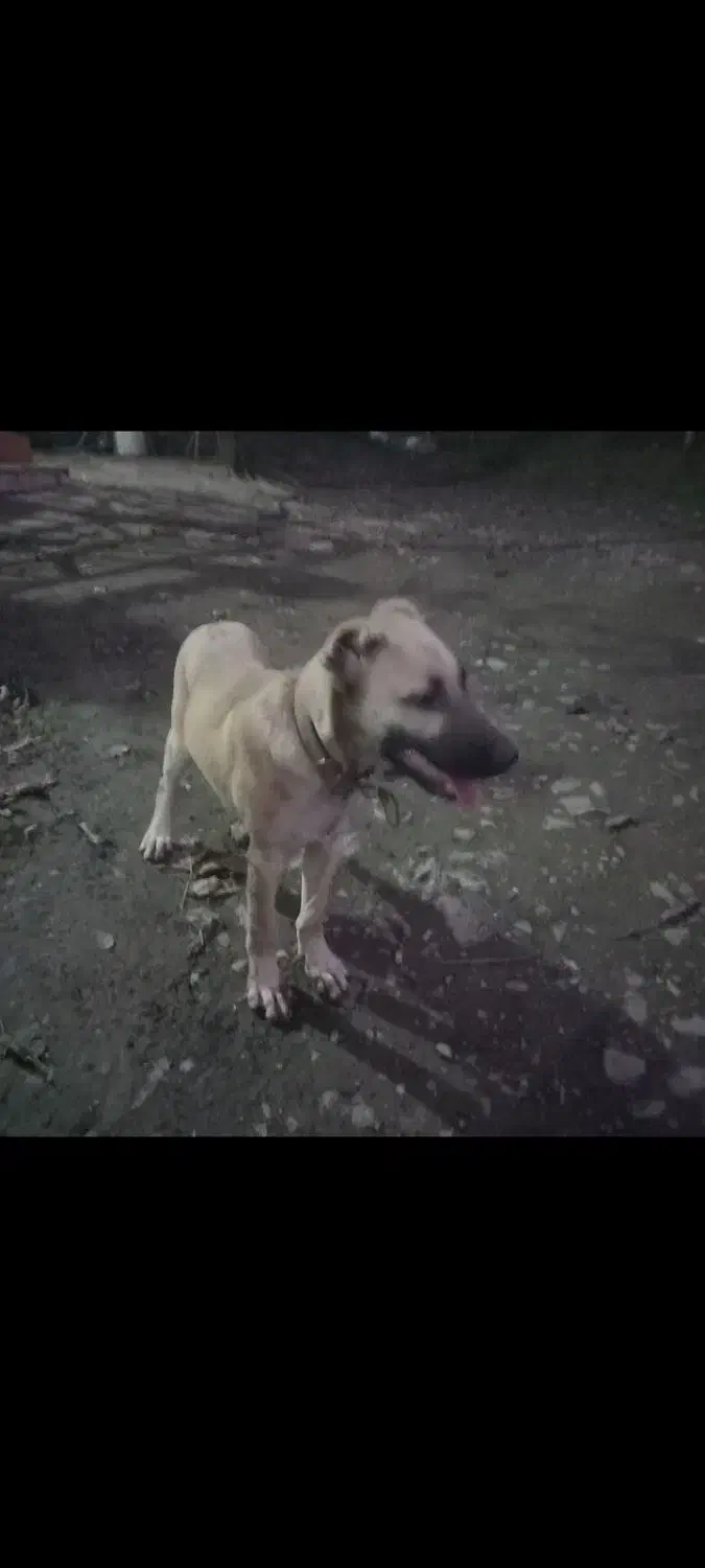 توله سگ ۳ماهه سراب معاوضه فقط باتوله ژرمن شپرد|سگ|ماسال, |دیوار