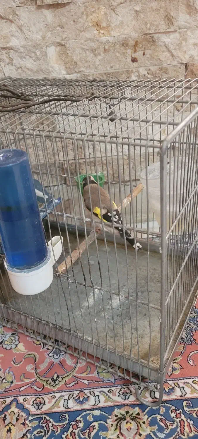 سهره ماده|پرنده|تهران, ارجمندی راد|دیوار