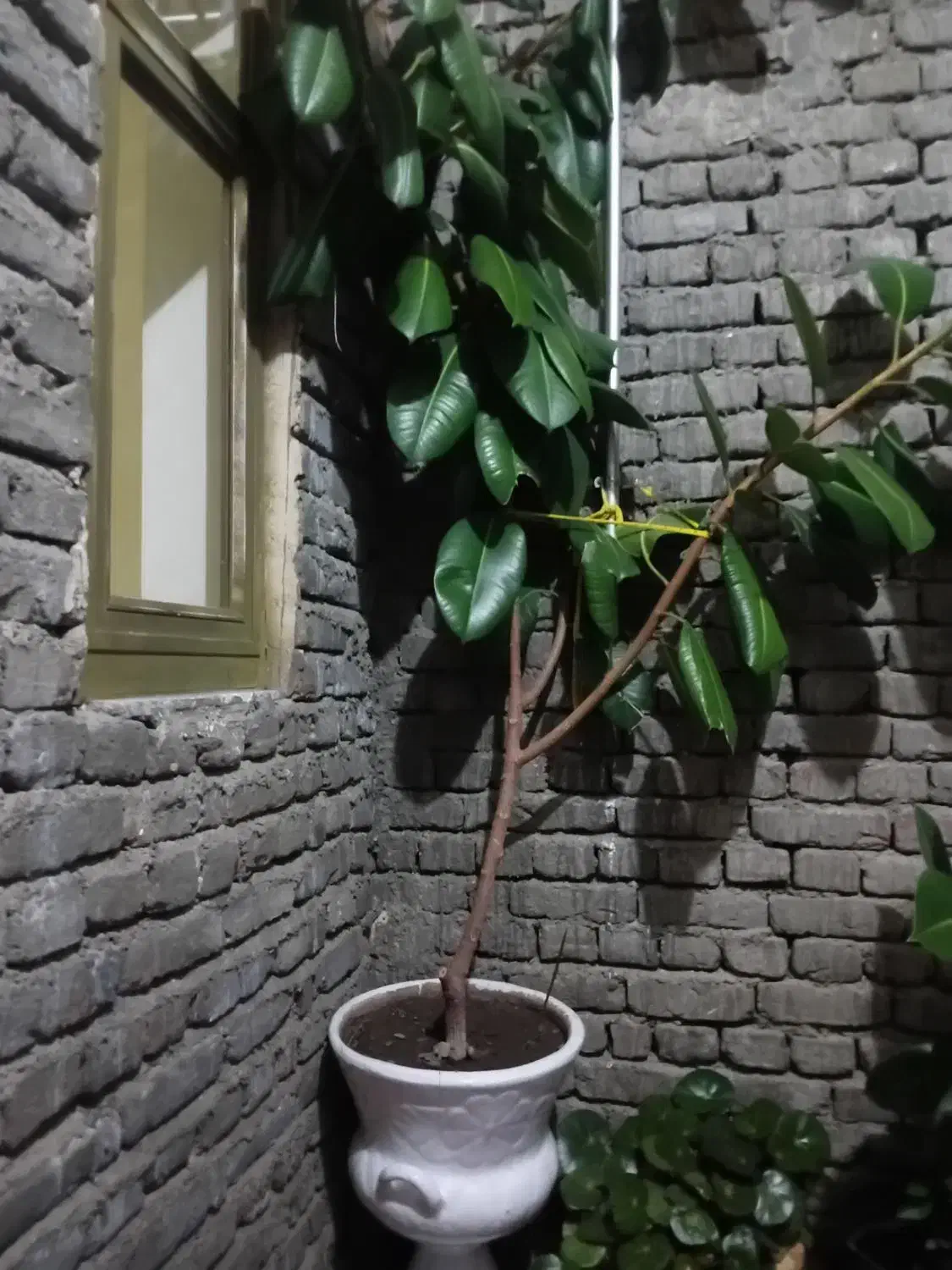 گل خانگی قشنگ|گل و گیاه طبیعی|سیلوانه, |دیوار