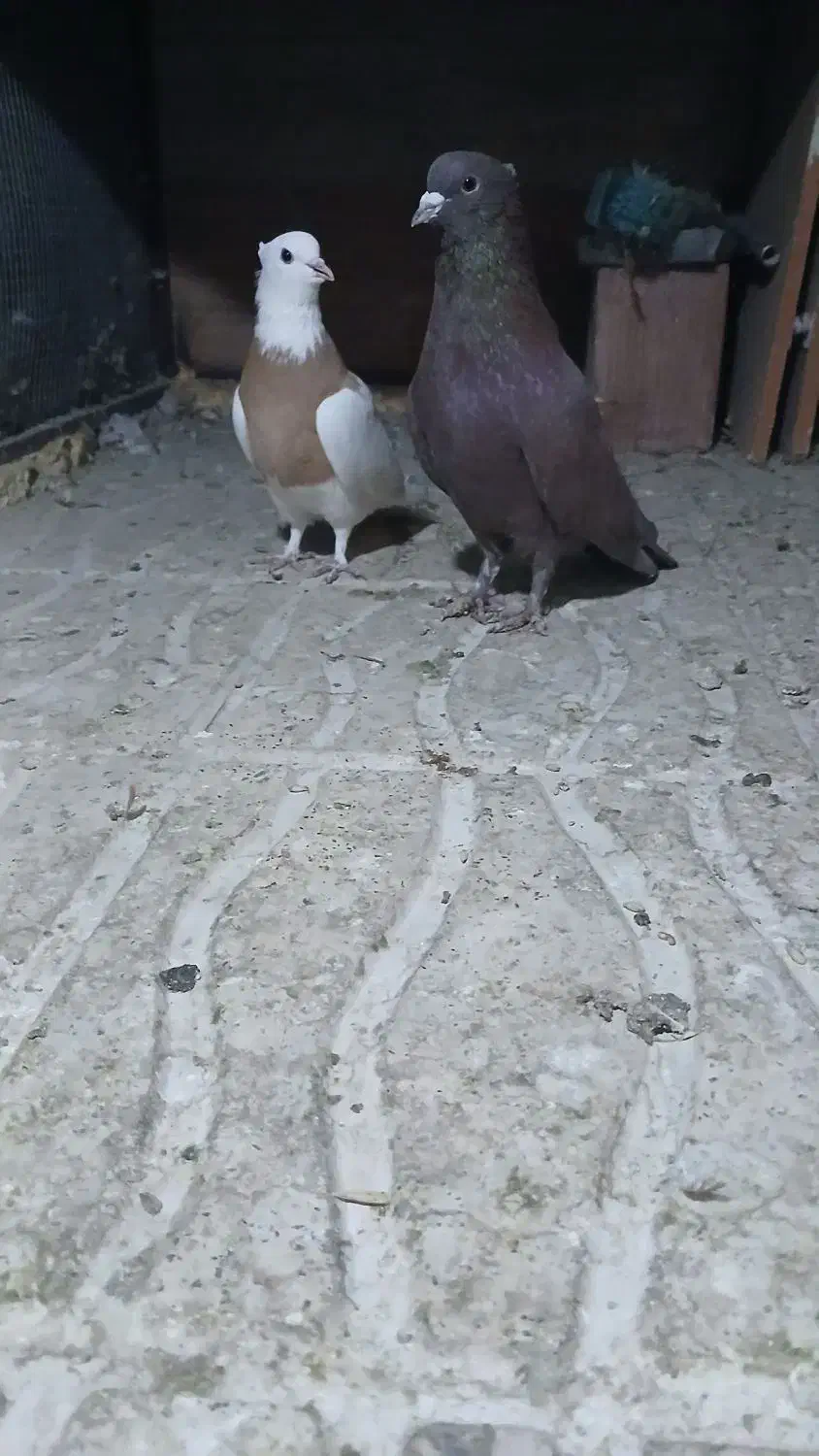 کفتر طوقی زرد گلی|پرنده|کرمان, |دیوار