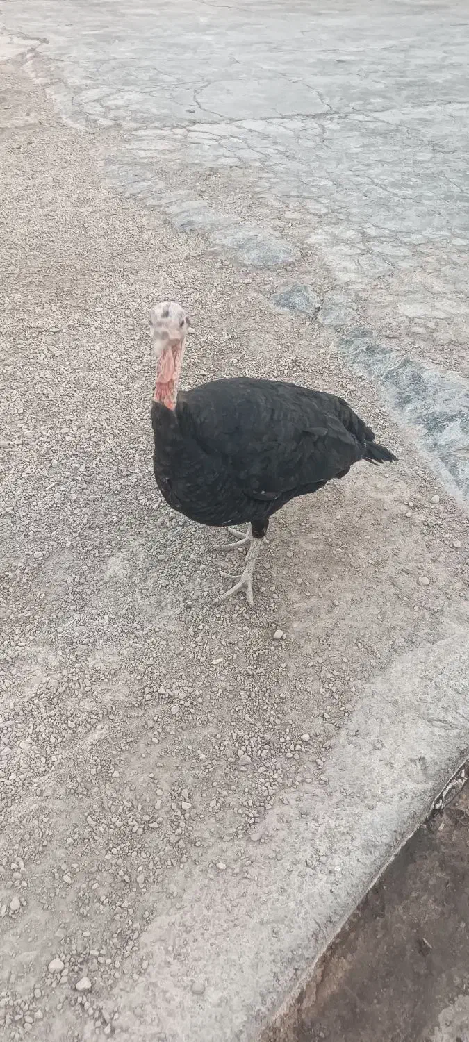 بوقلمون|حیوانات مزرعه|امیدیه, |دیوار