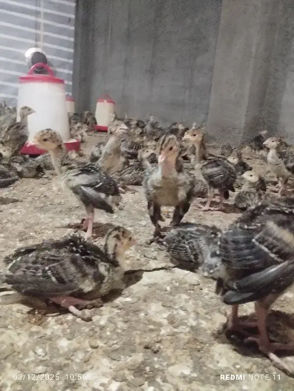 جوجه بوقلمون برنز انگلیس فروش عمده|حیوانات مزرعه|ابهر, |دیوار