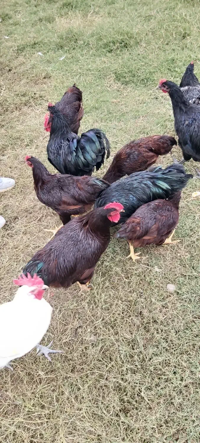 مرغ وخروس نژاد رد آیلند اصل|حیوانات مزرعه|سرخه حصار, |دیوار