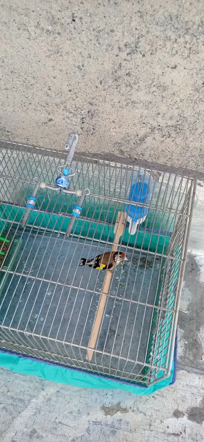 دوتاسیره جوجه قفس عطیقه|پرنده|کرمانشاه, |دیوار