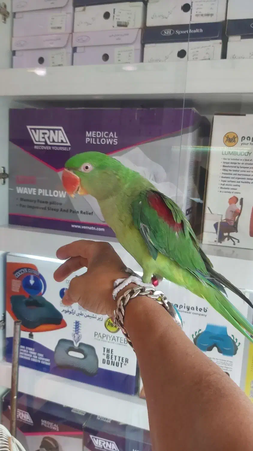 جوجه شاه طوطی چشم سیاه حلقه پا پرورشی|پرنده|ری, علایین|دیوار