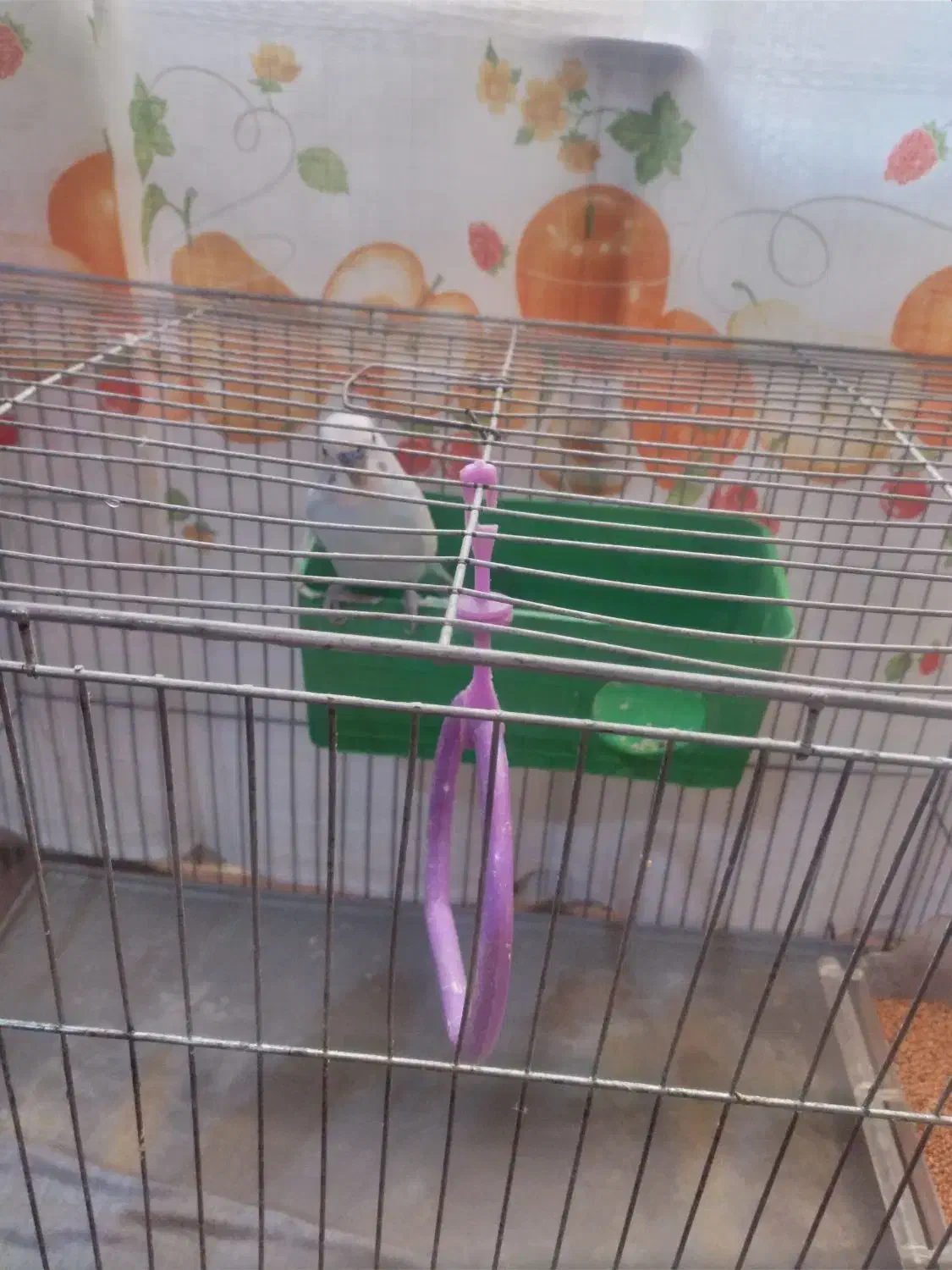 مرغ عشق نر|پرنده|پاکدشت, پاکدشت (مامازند)|دیوار