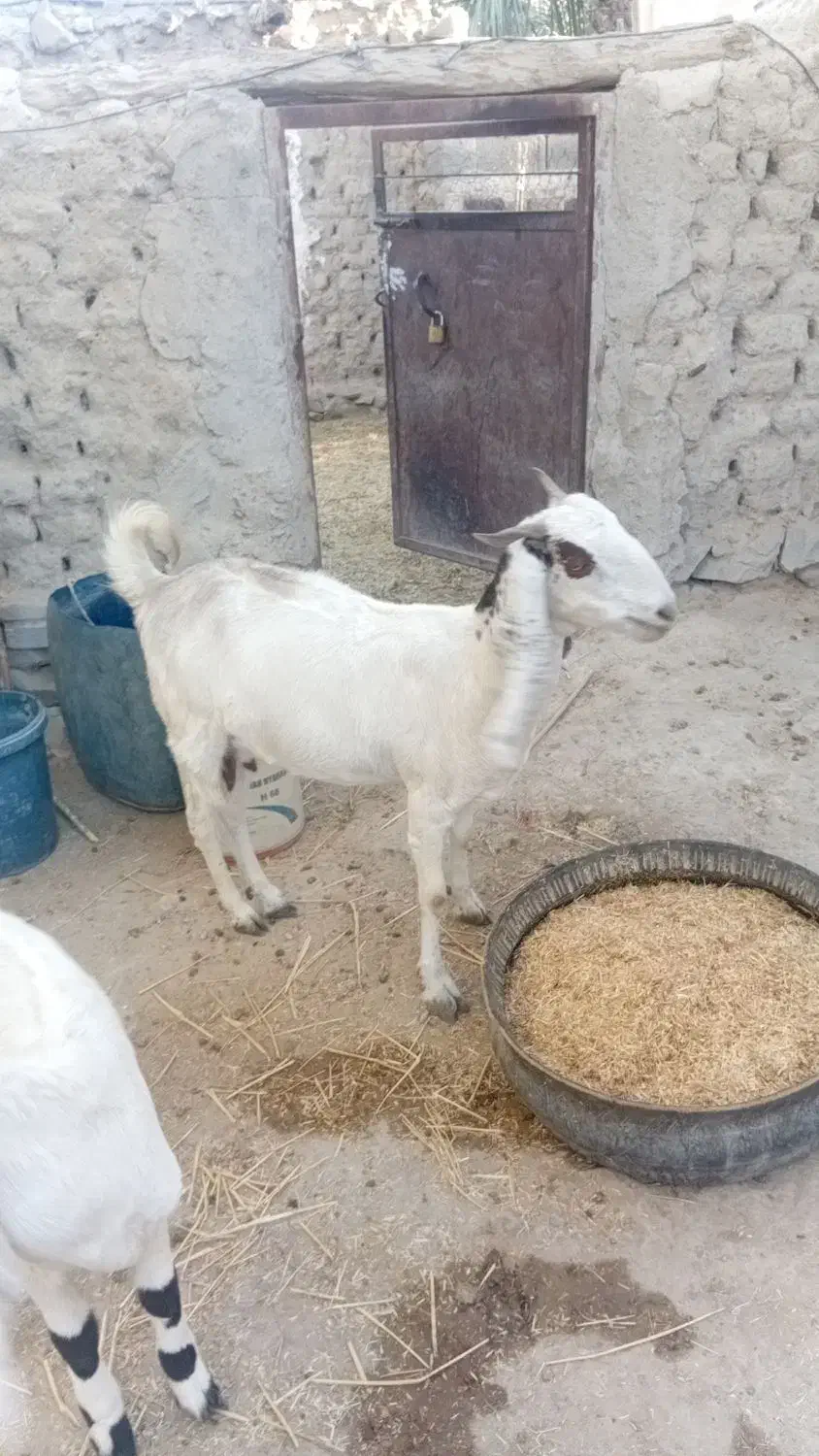 بز  ماده  آبستن|حیوانات مزرعه|هیدوچ, |دیوار