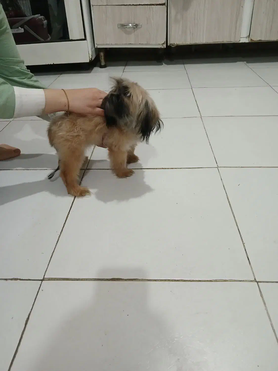 شیتزوعروسکی ماده سایز تیکاپ و پامر جهت جفتگیری|سگ|مشهد, آزادشهر|دیوار