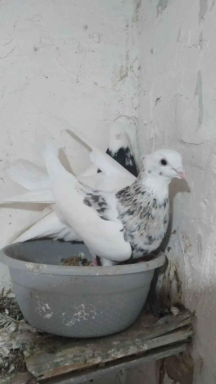 دو عدد طوقی نرماده|پرنده|شیروان (خراسان), |دیوار