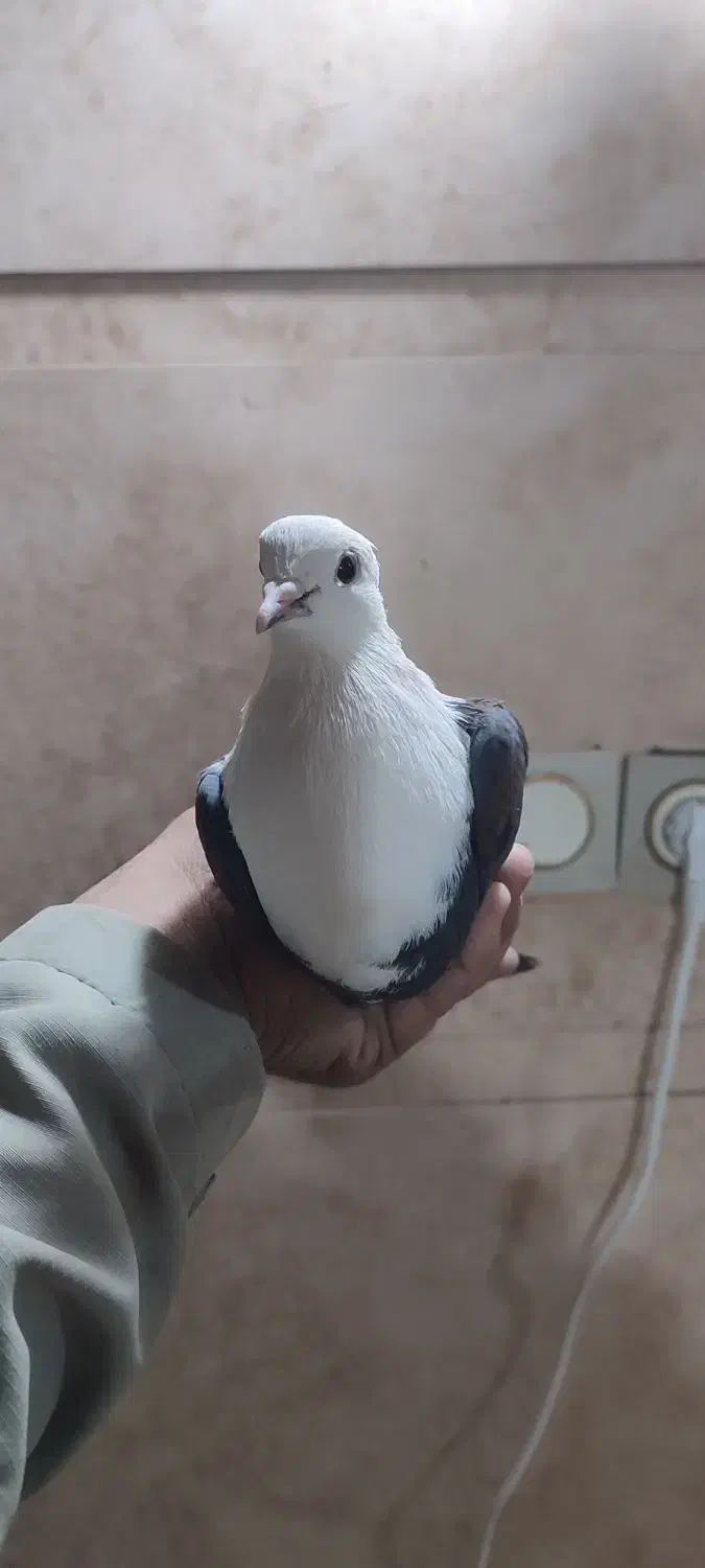 کفتر کل سفید یا کربلایی مهر فروش و معاوضه|پرنده|قنوات, |دیوار