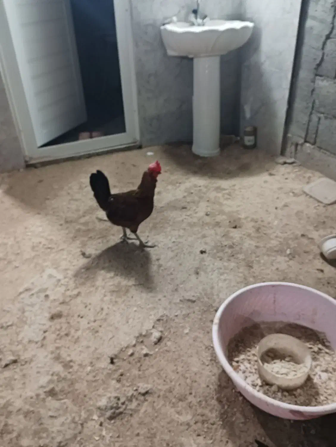 فروش مرغ محلی اصیل تخم گذار|حیوانات مزرعه|لامرد, |دیوار