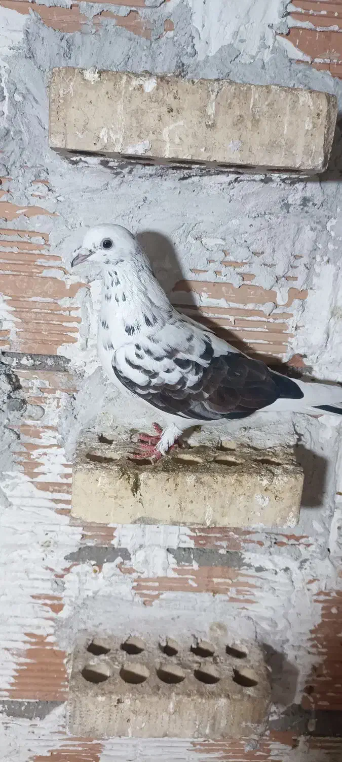 پول لازم|پرنده|دلند, |دیوار