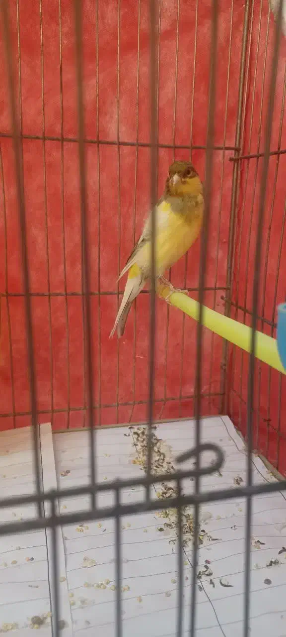 قناری نر بالغ|پرنده|مشهد, میعاد (شهرک غرب)|دیوار