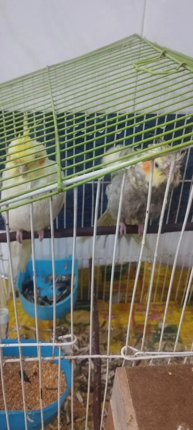 گمشده یک عروس هلندی|پرنده|پیرانشهر, |دیوار