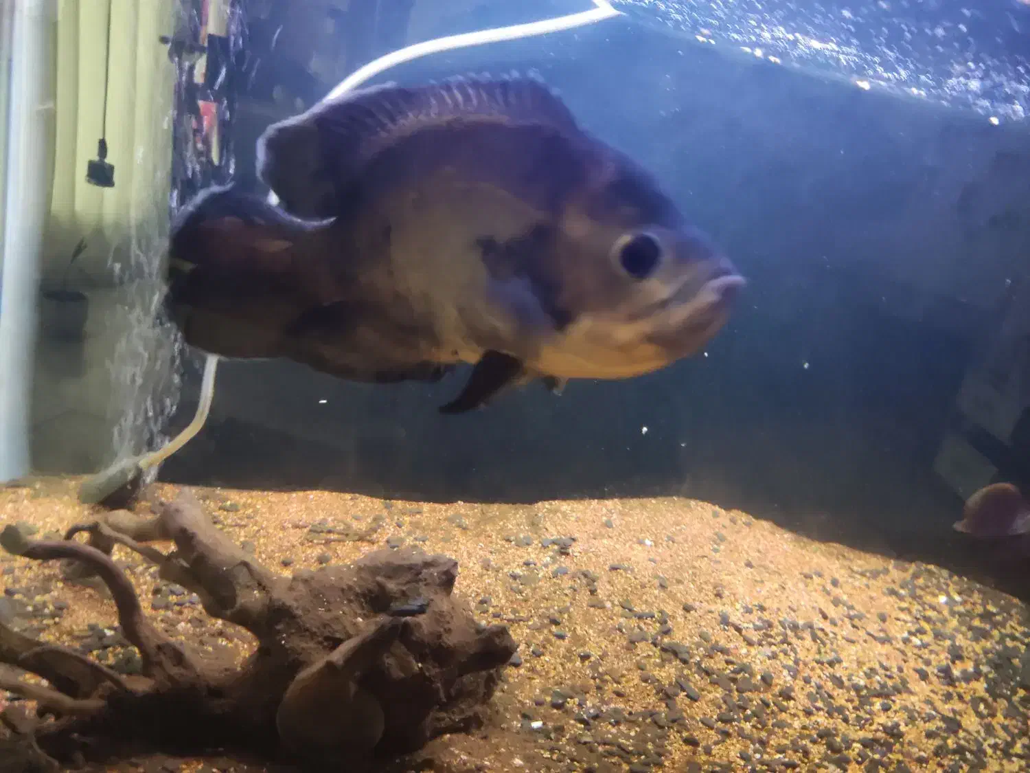 ماهی اسکار لجن خار چوب آب نوس  اکواریم بخاری|ماهی|هشتگرد, فاز ۲ مهستان|دیوار