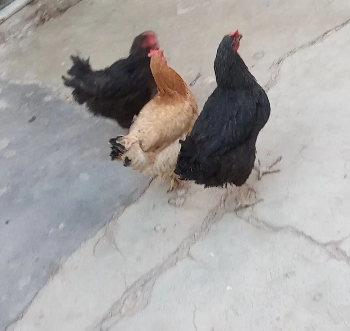 مرغ اری تخم گذار|حیوانات مزرعه|اندیکا, |دیوار