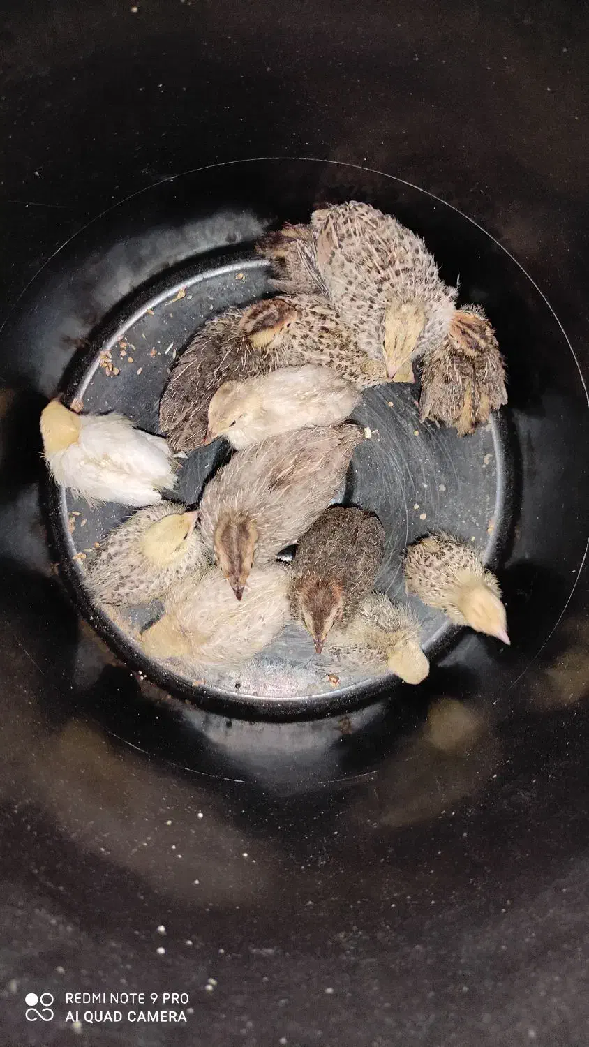 بلدرچین معمولی و مینیاتوری سه عدد کالفرنیا موجود|پرنده|رشت, علی آباد|دیوار