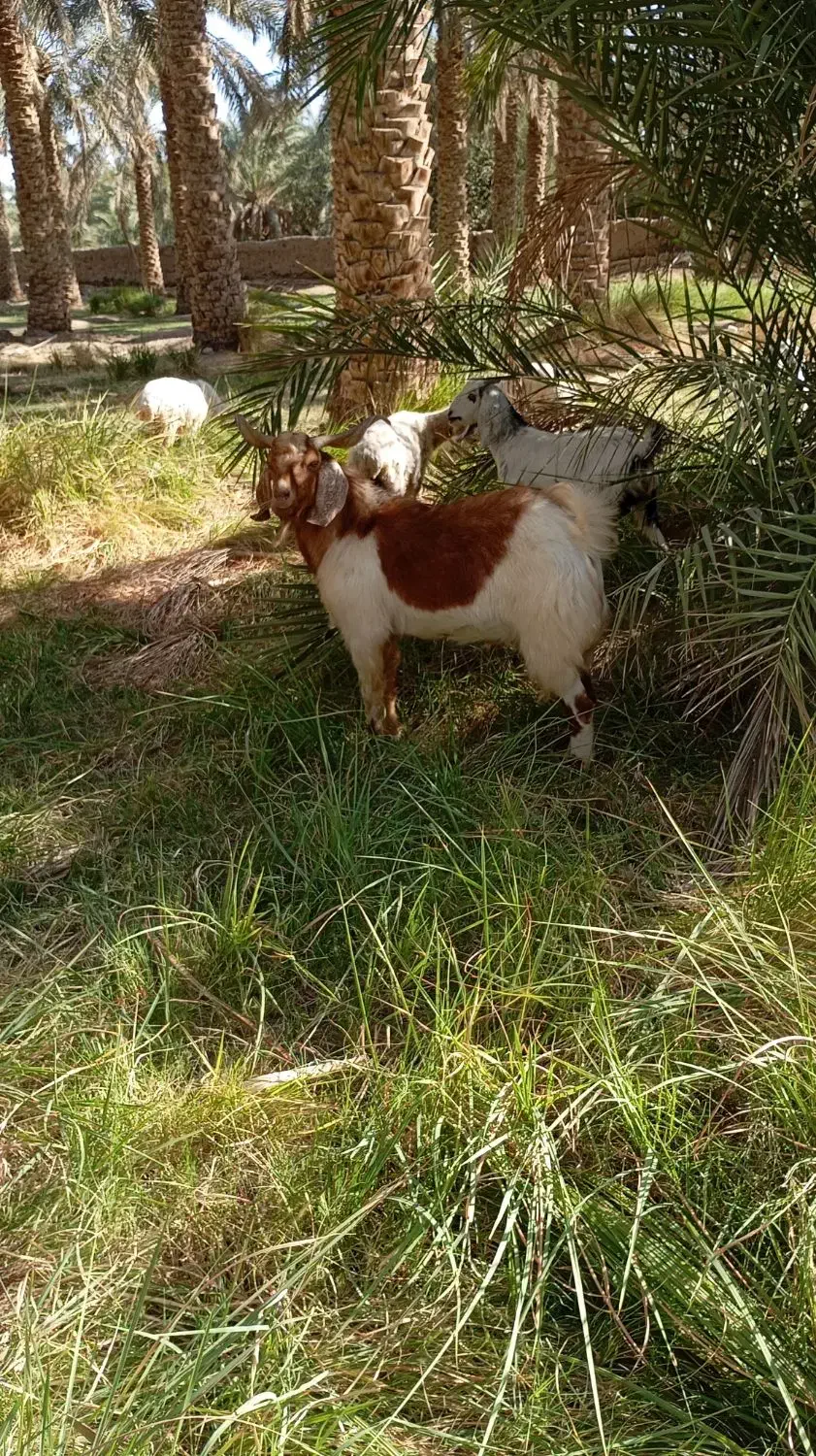 نری فروشی|حیوانات مزرعه|گنبکی, |دیوار