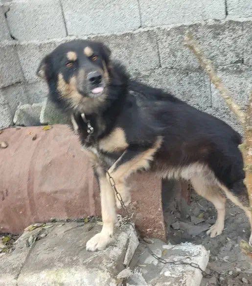 سگ ژرمن نر ۱۲۰۰رشت ،خشکبیجار|سگ|خشکبیجار, |دیوار