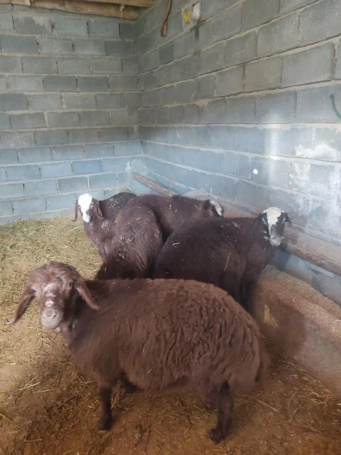 میش بره|حیوانات مزرعه|گلپایگان, |دیوار