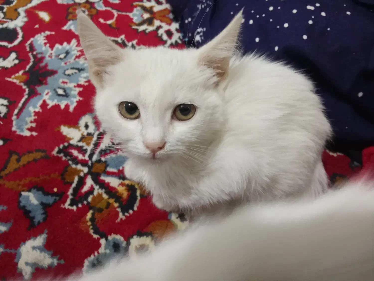 بتچه گربه سفید|گربه|قم, نیروگاه|دیوار