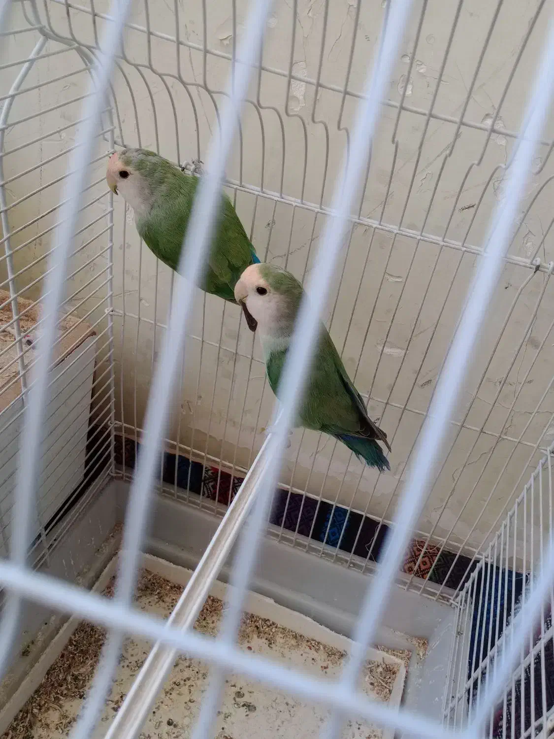 طوطی برزیلی|پرنده|شیراز, تندگویان|دیوار