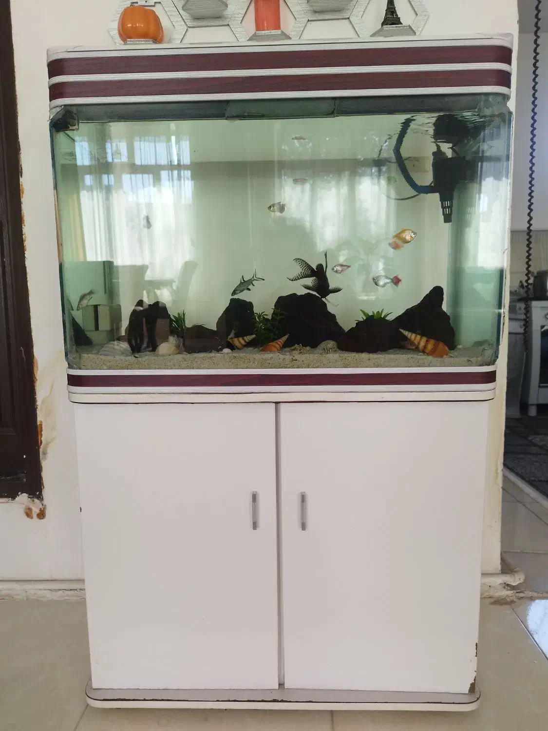 آکواریوم|ماهی|خوی, |دیوار