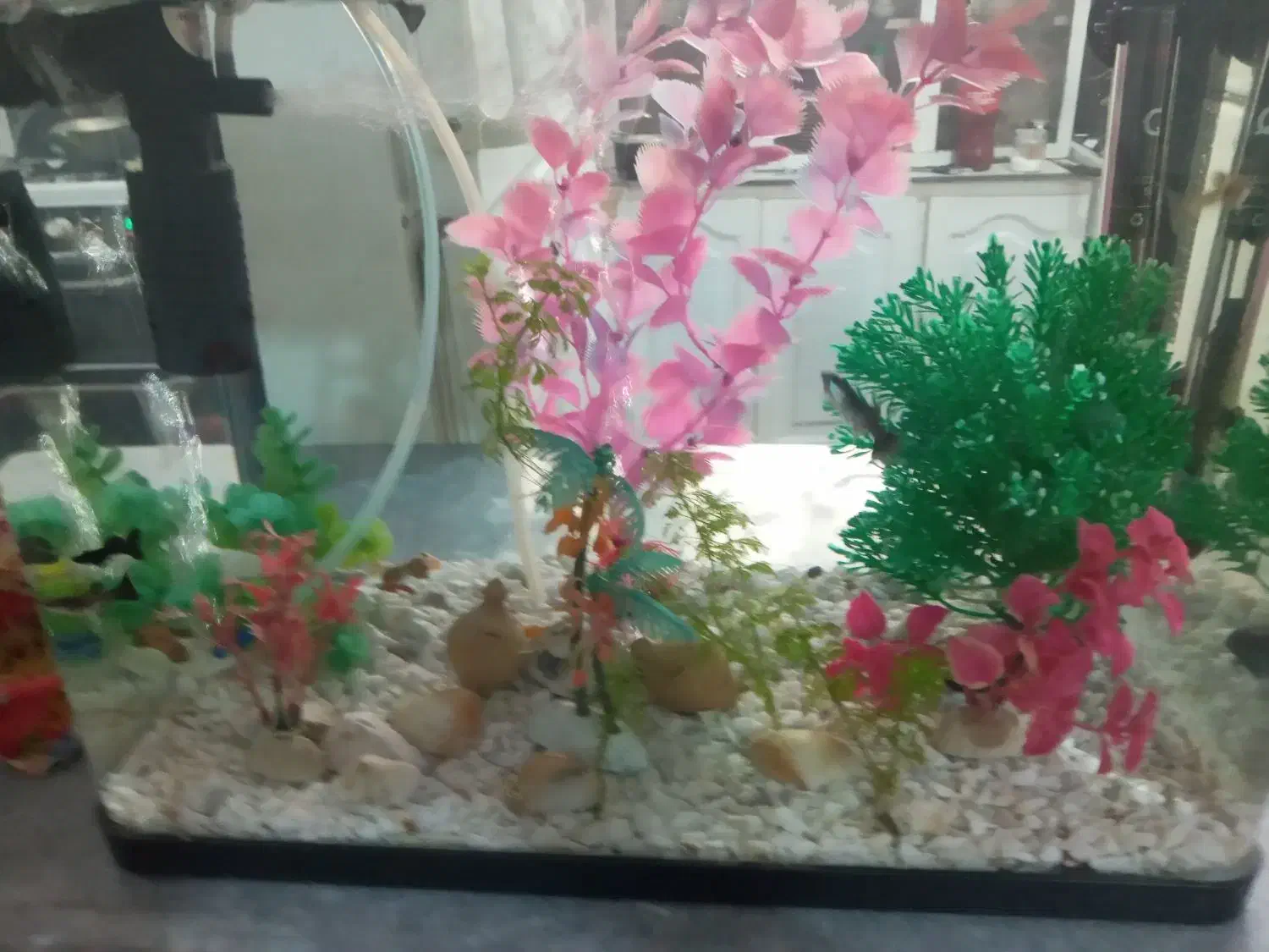 آکواریم  با ماهی گوپی|ماهی|تبریز, |دیوار