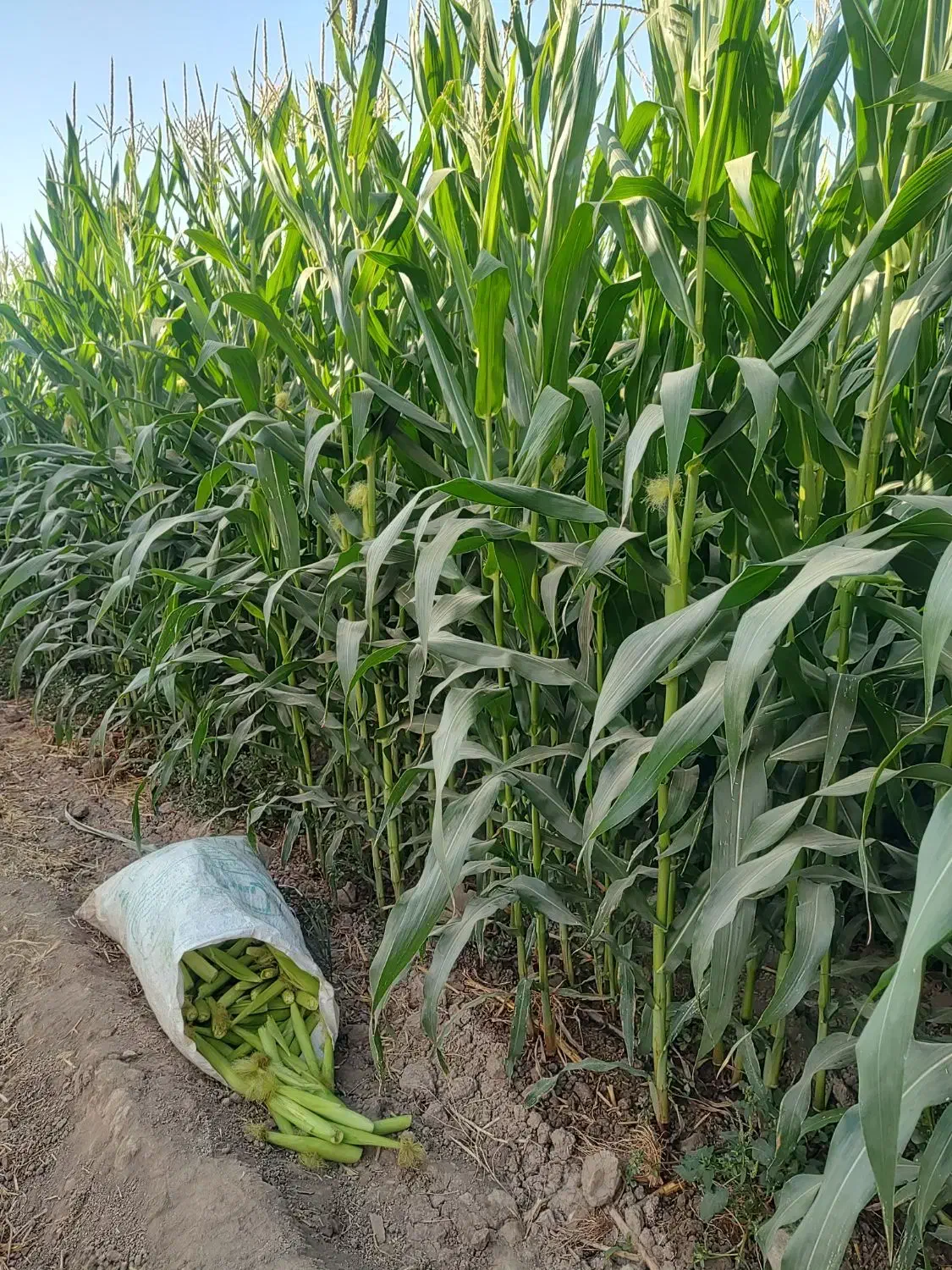 بچه بلال با کیفیت|خوردنی و آشامیدنی|شریف‌آباد, |دیوار