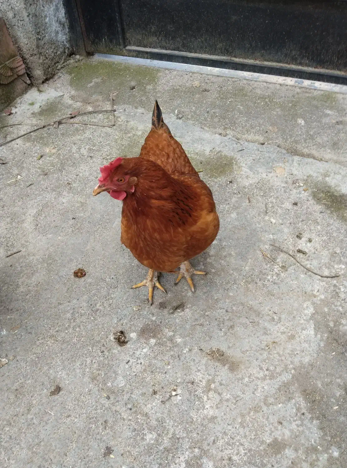 مرغ محلی|حیوانات مزرعه|نور, |دیوار