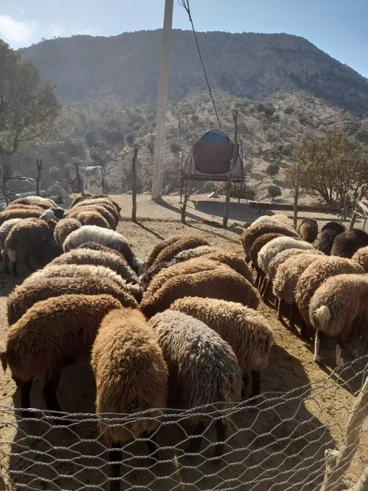 بره نر|حیوانات مزرعه|کوهدشت, |دیوار
