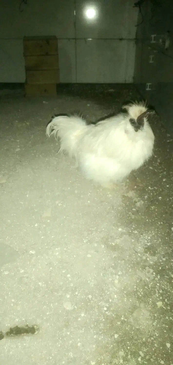 ابریشمی|حیوانات مزرعه|قزوین, |دیوار