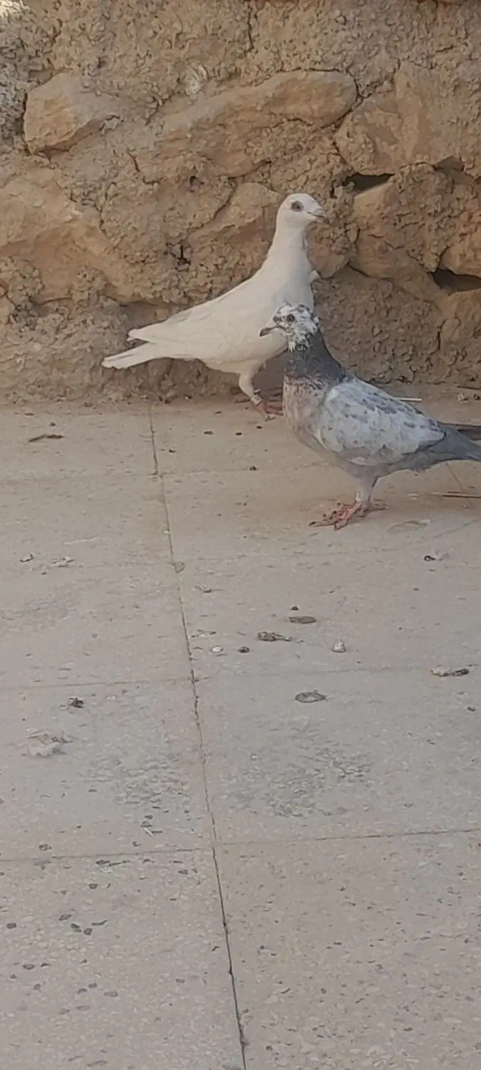 فروش|پرنده|کامفیروز, |دیوار