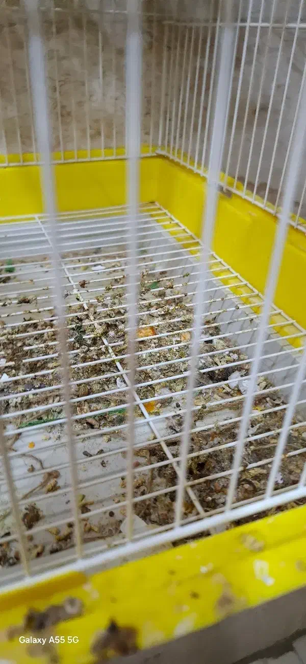 قناری ماده تخم گذار|پرنده|اهواز, اهواز|دیوار