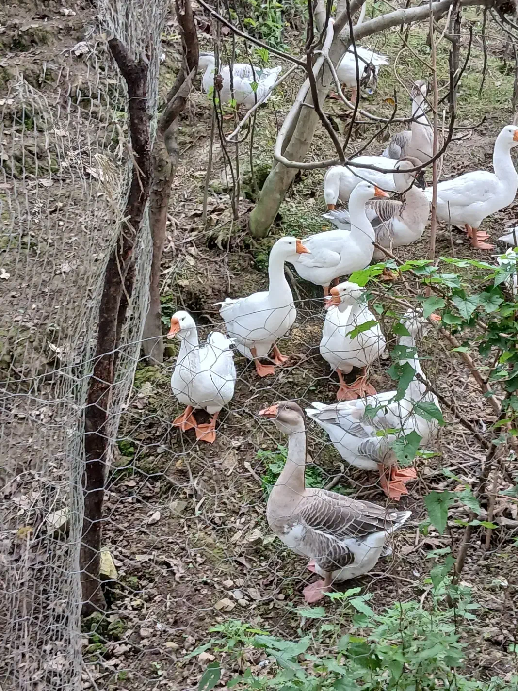 قوغاز نر ماده سالم سر حال|حیوانات مزرعه|ماکلوان, |دیوار