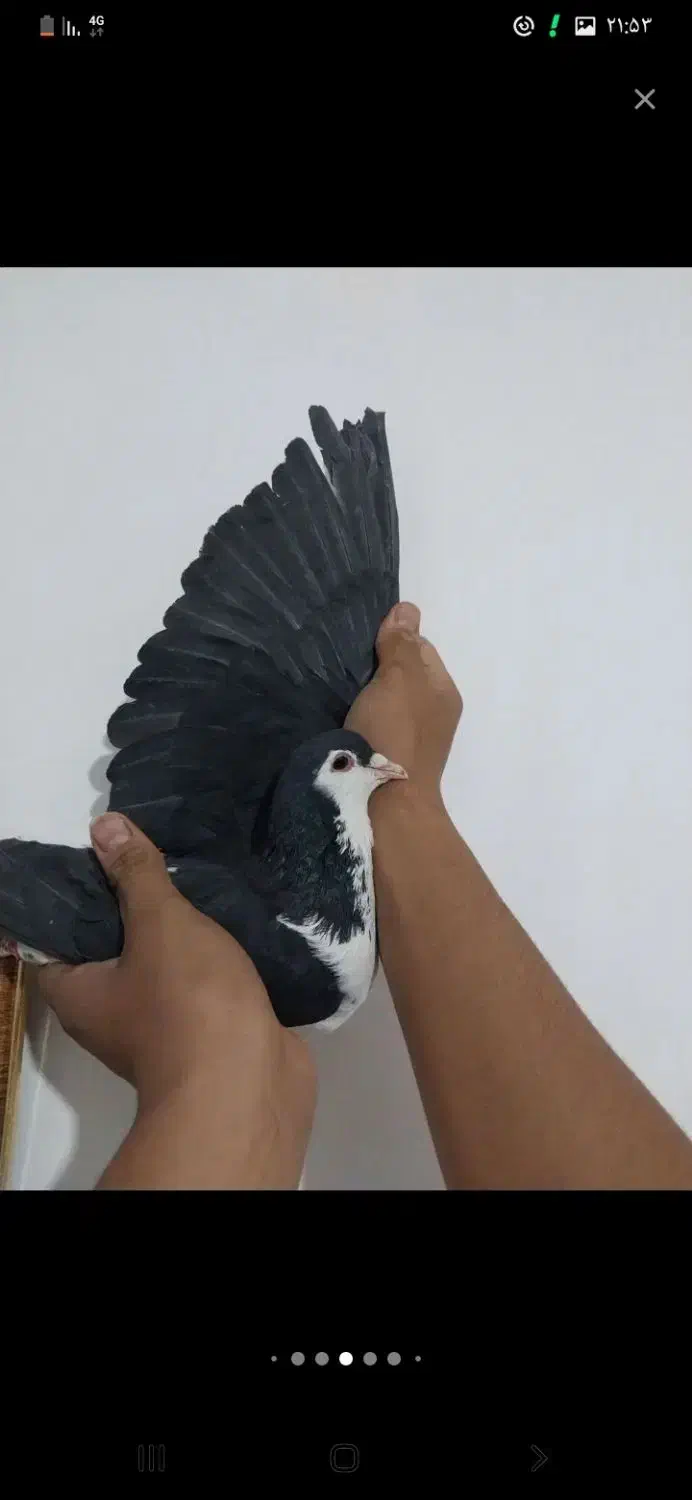 کلاغ قشنگ|پرنده|نیشابور, گنبد سبز|دیوار