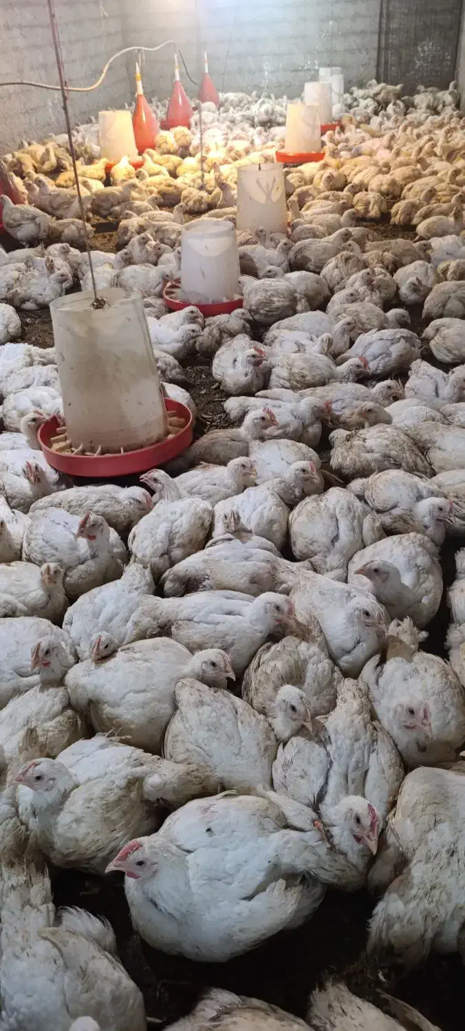 فروش مرغ گوشتی کاملا ارگانیک|حیوانات مزرعه|سورک, |دیوار