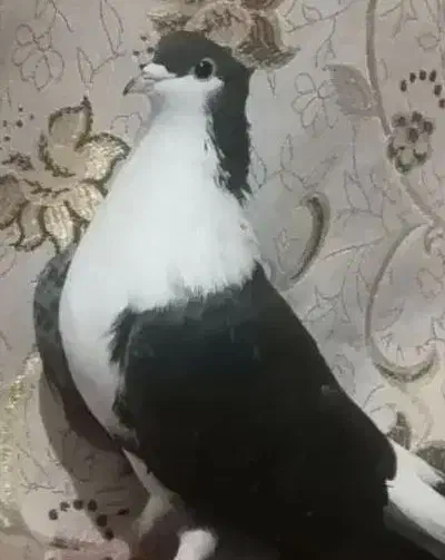 کبوتر|پرنده|نجف‌آباد, دلگشا|دیوار