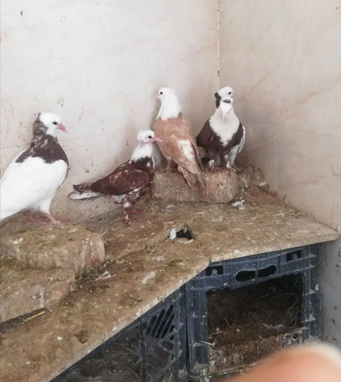 کبوتر|پرنده|اسفراین, |دیوار