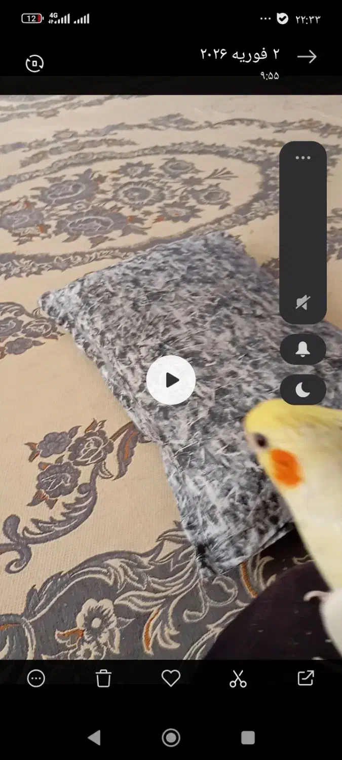 عروس|حیوانات|قائن, |دیوار